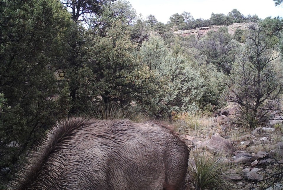 There is more than meets the eye in this wildlife scene - are you able to find the lion?