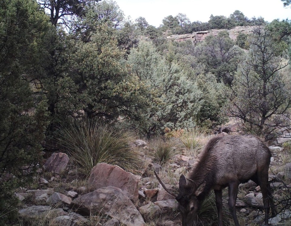 What happened between the two animals remains a mystery