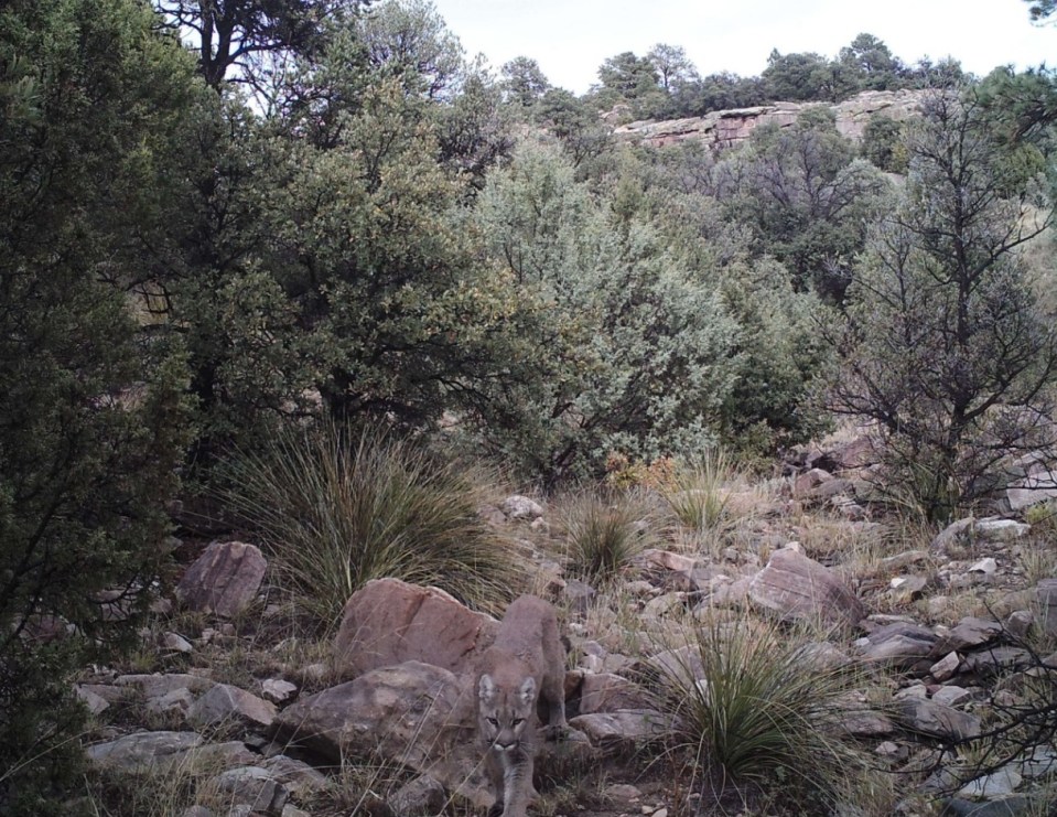 A clearer view of the mountain lion in another cam snap