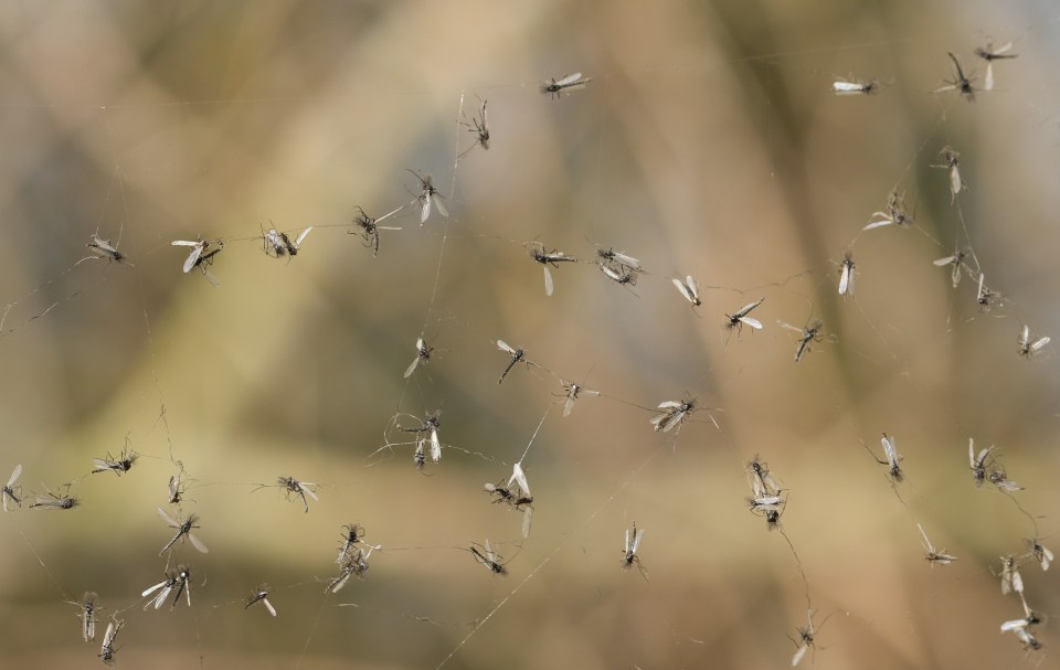 Gnats are tiny grey or black winged creatures