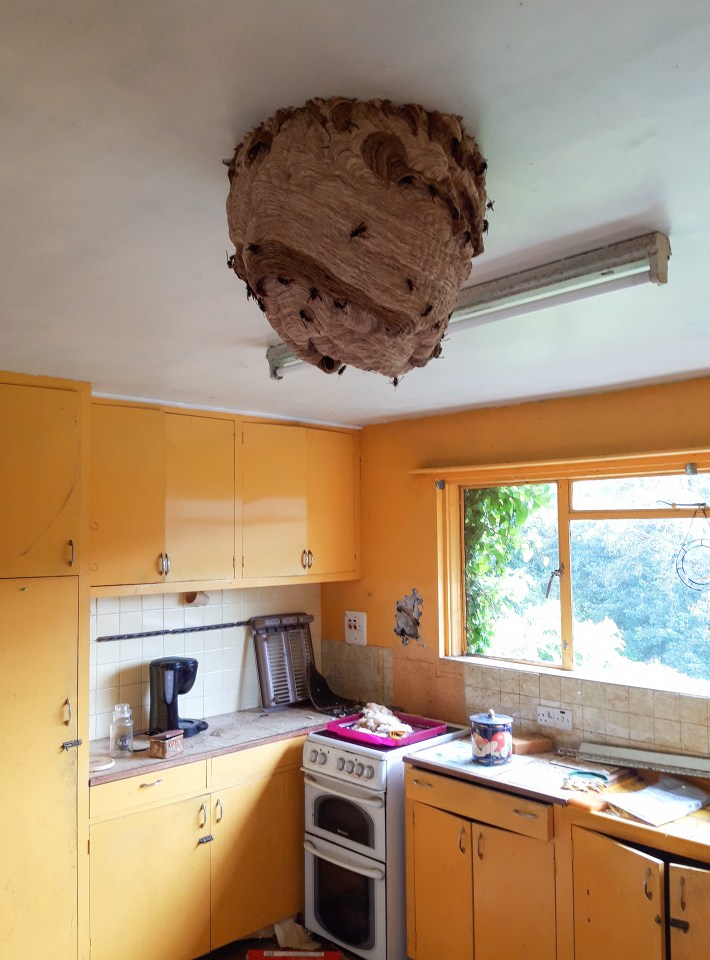 Britain’s biggest Asian Hornet nest has been found in a Channel Islands home