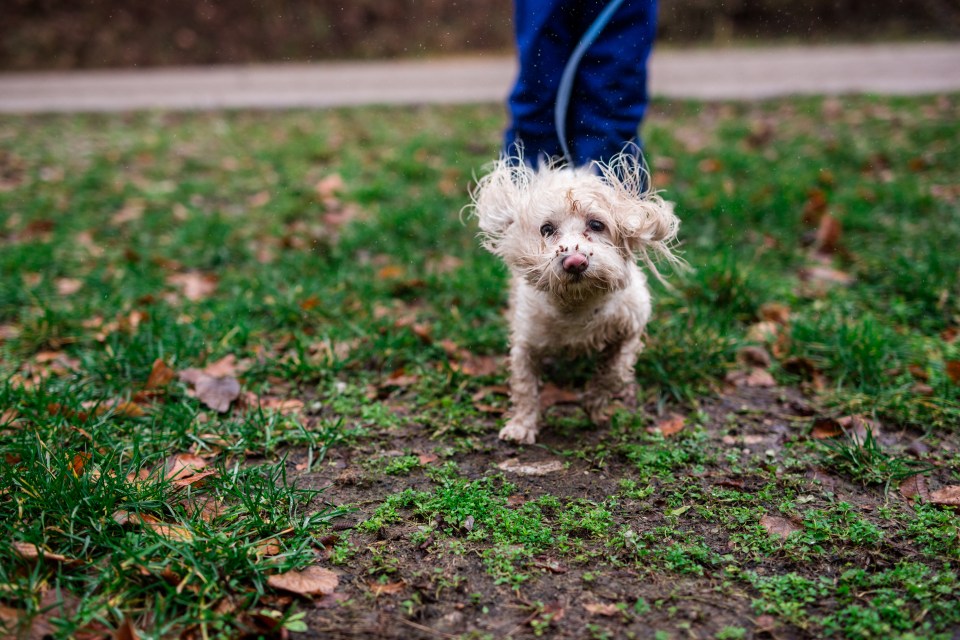 A vet has issued an urgent Bank Holiday warning to dog owners