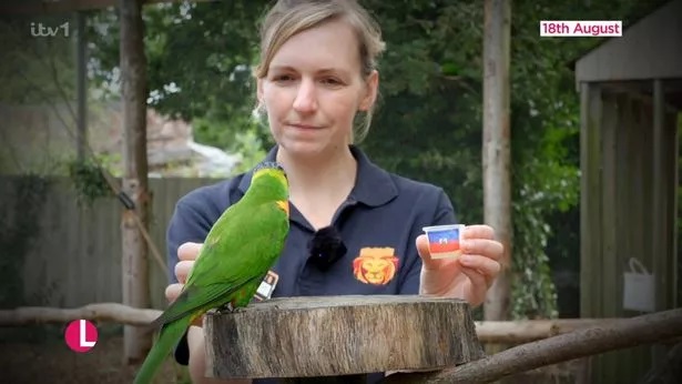 Larry the psychic parrot incorrectly predicted England would win