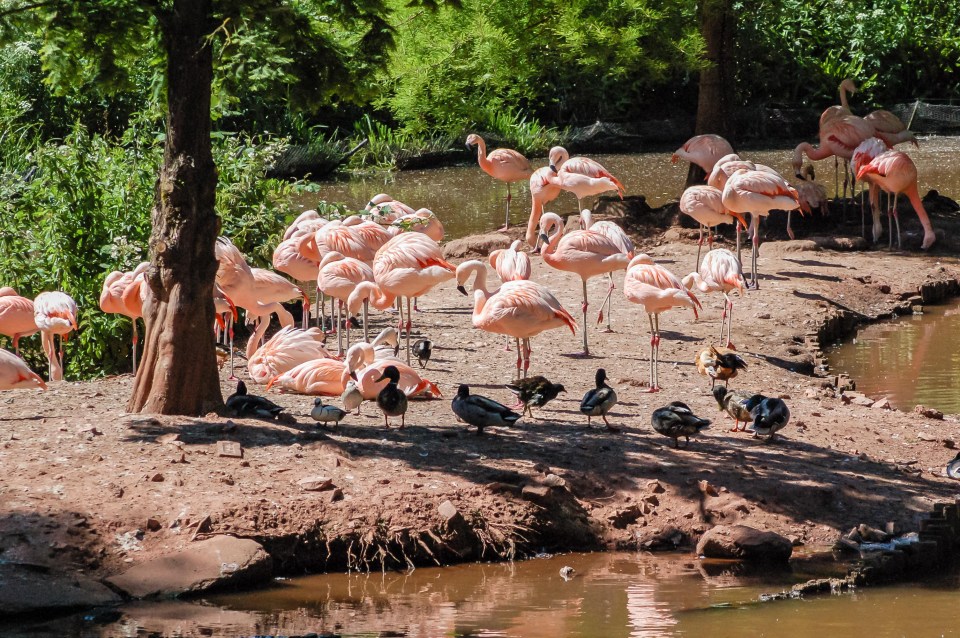 Paignton Zoo welcomes large numbers of tourists every year