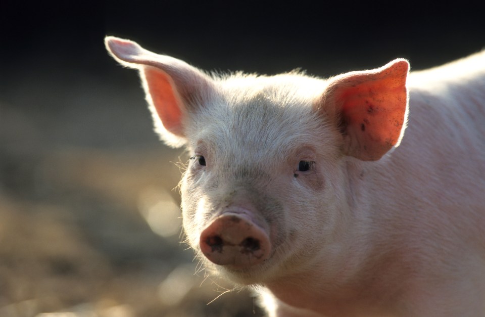 Researchers ran tests on 17 lab-raised Tibetan minipigs