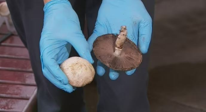 Lethal death cap mushrooms grow wild in the lush forests around Leongatha