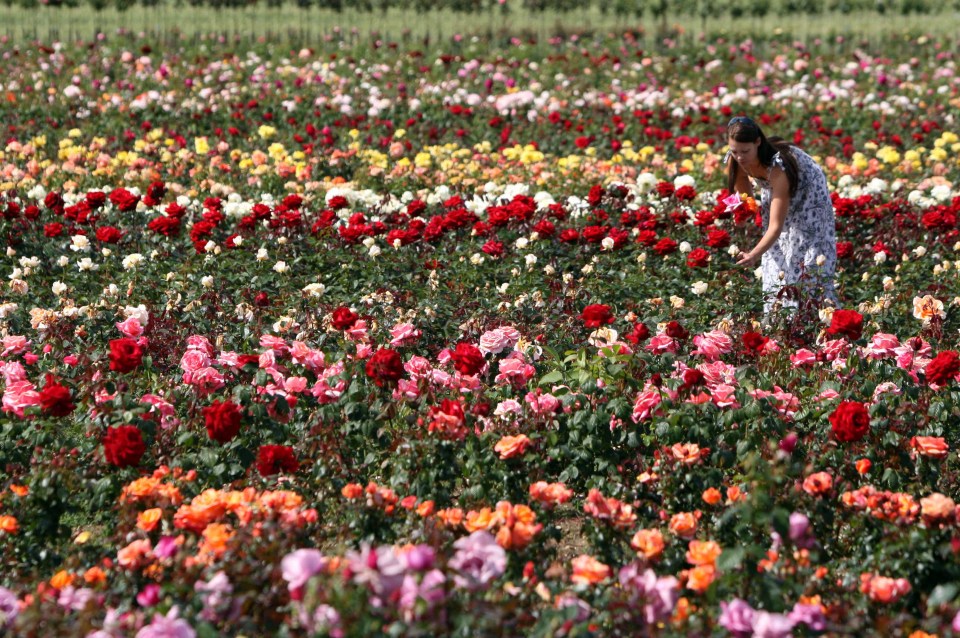 While the firm no longer breeds roses it prides itself in seeking out the best of the new varieties coming onto the market