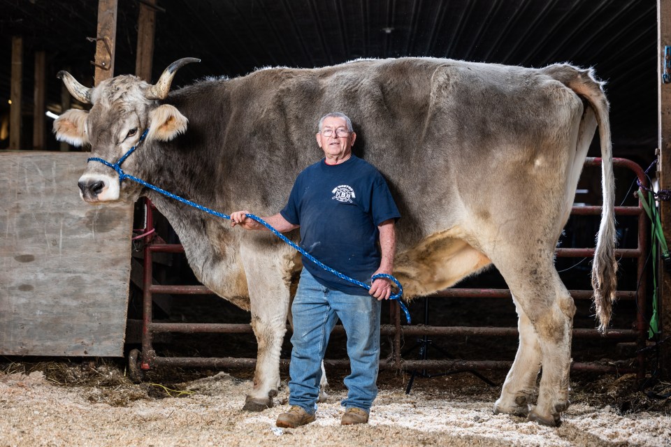 Tommy, a 13-year-old Brown Swiss, lives with his owners Fred and Laurie on a farm in Massachusetts and has been named the World's Tallest Living Steer