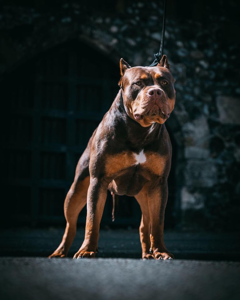 It is now an offence to own, breed, gift or sell an American XL Bully