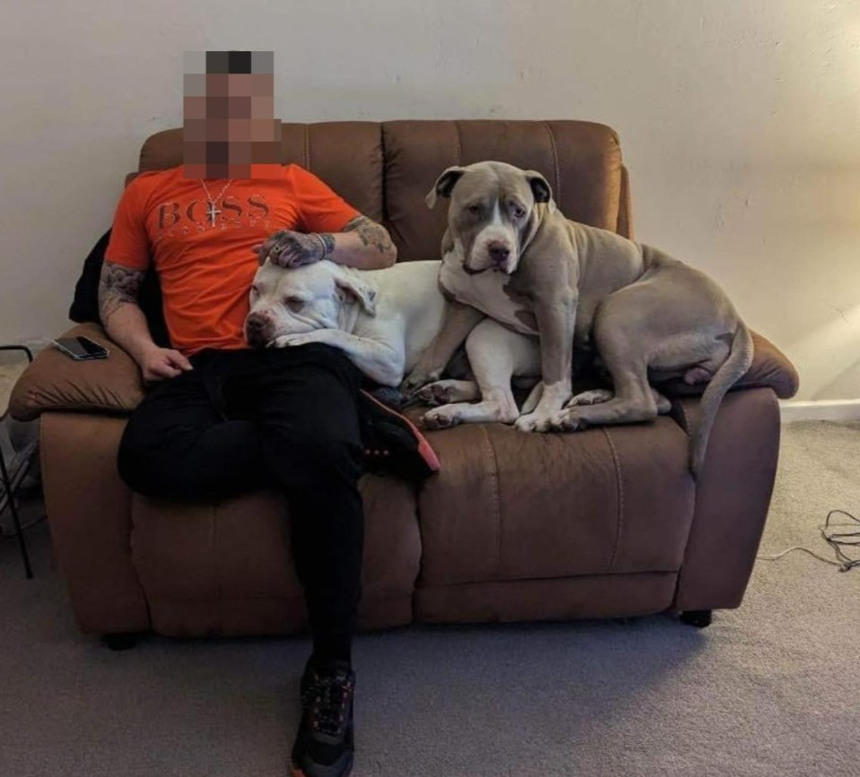 The dog's owner boasted about his hounds' intimidating appearance