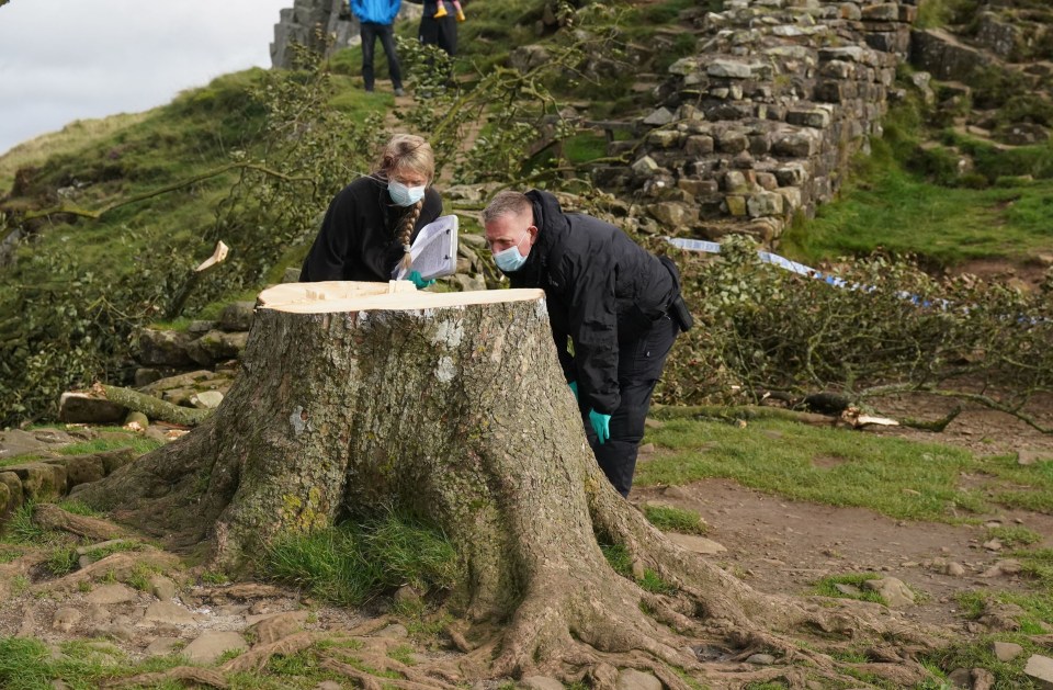 The bare stump of the Sycamore Gap tree