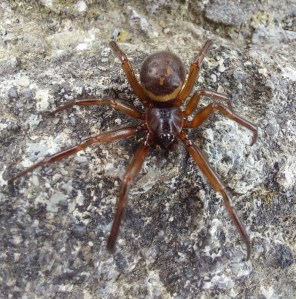  False Widows are found in the UK