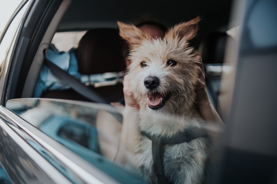 Car gurus have revealed a great hack for removing dog hair in your car