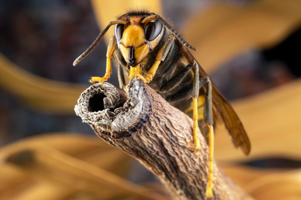 They decapitate other bees and use the bodies to feed their young