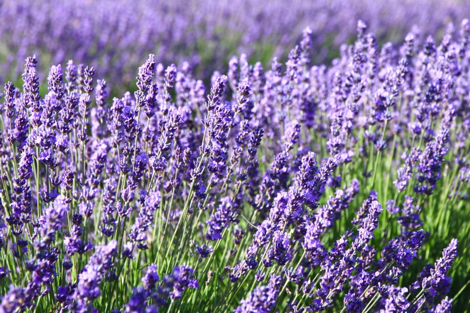 Lavender has a strong scent that spiders really don't like