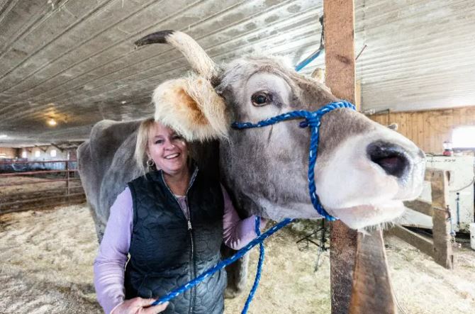 Tommy was rescued from going to auction at a large dairy farm in 2010 when Fred swooped in and gave him a new home, pictured here with Fred's daughter Laurie