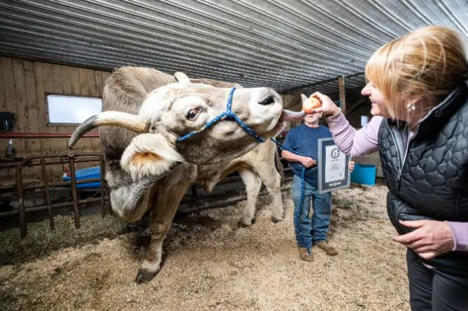 He's a beloved pet of the family, and knows how to milk it for all its worth, enjoying plenty of snacks and free roam of the farm