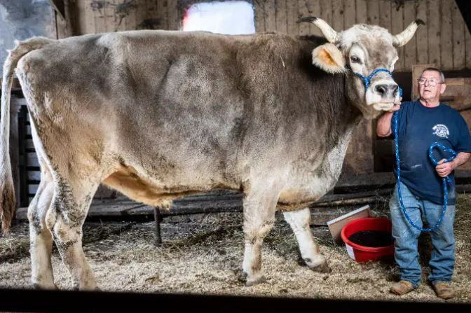 Laurie, Fred's daughter, decided to submit evidence to Guinness World Records and help Tommy solidify his title as "World's Tallest Cow"