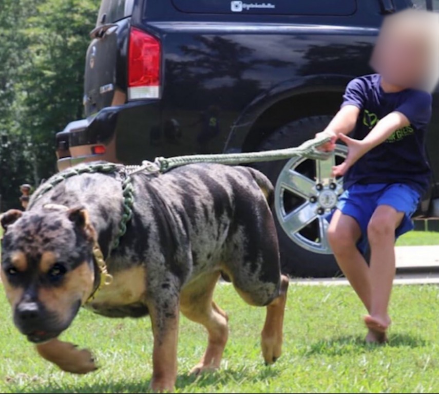 Renee's husband Patrick says there are 'so many misconceptions about the Pit Bully and American Bully breed because of their size and reputation'