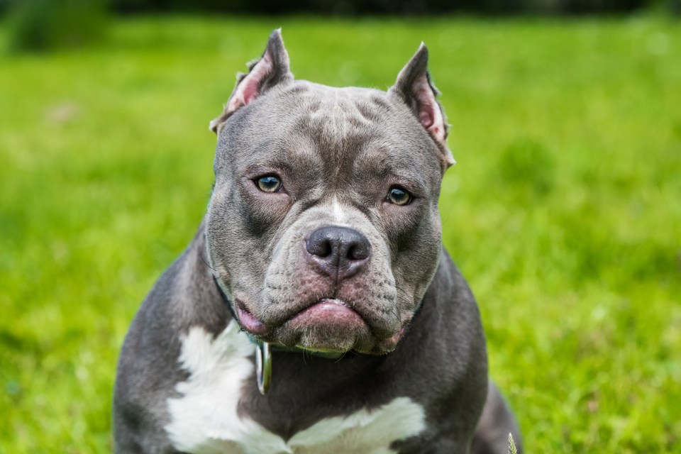 American XL Bully dogs will be outlawed in the UK