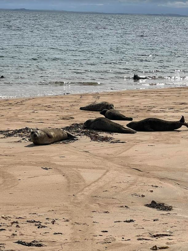 My kids love spotting the lounging seals on the beach