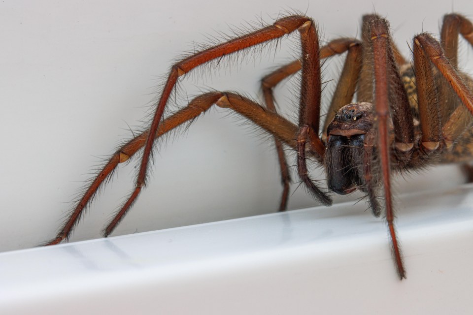 House spiders become more noticeable in autumn due to their large size