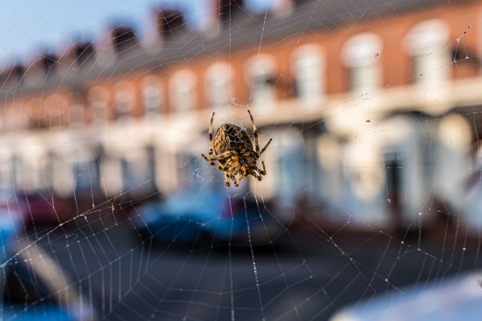 Spiders can land you with a hefty £1,000 fine