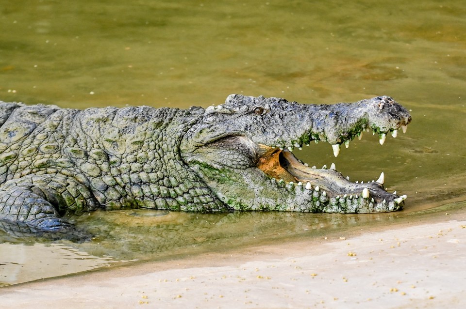 Six Brits were hospitalised because they were attacked by crocodiles or alligators last year, NHS data show