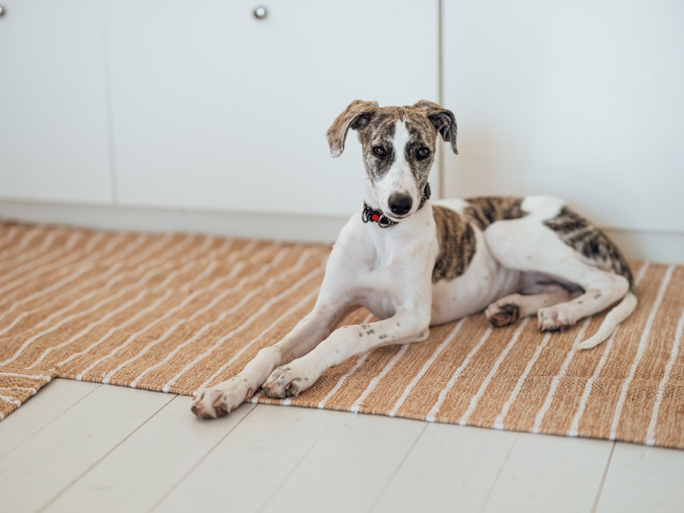 The Dogs Trust manager says the breed is often overlooked by potential adopters