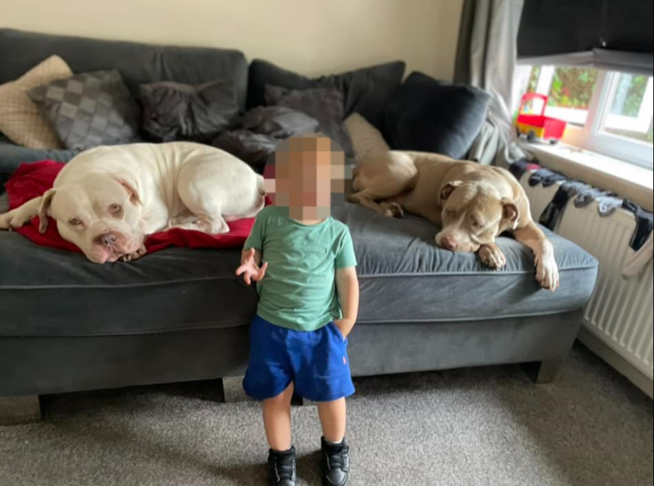 The two dogs who are believed to have killed Ian Price