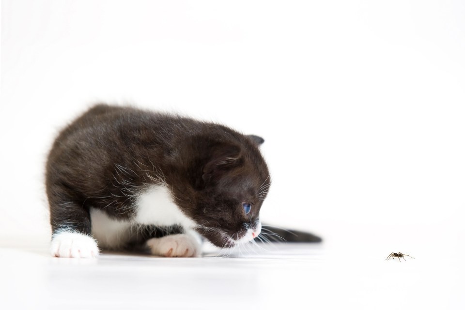 Cats will chase spiders (and eat them) which puts them off living in your house