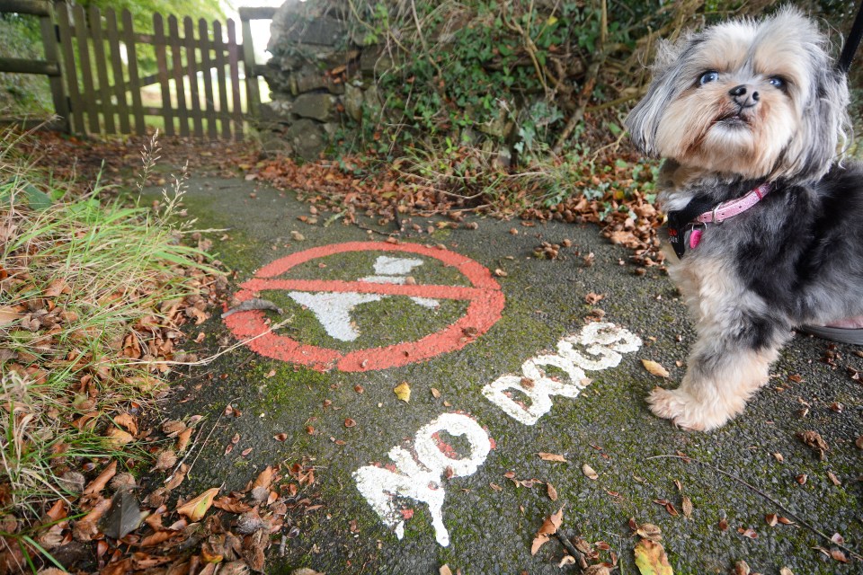 A group of dog owners are campaigning for the 13-year ban to be overturned