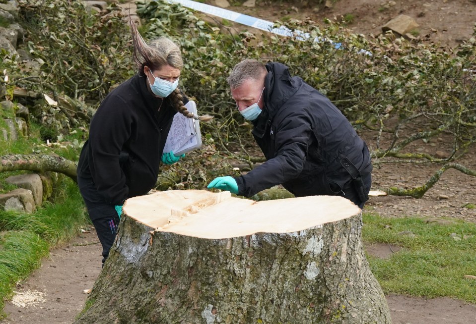 Experts examine the stump of the tree today