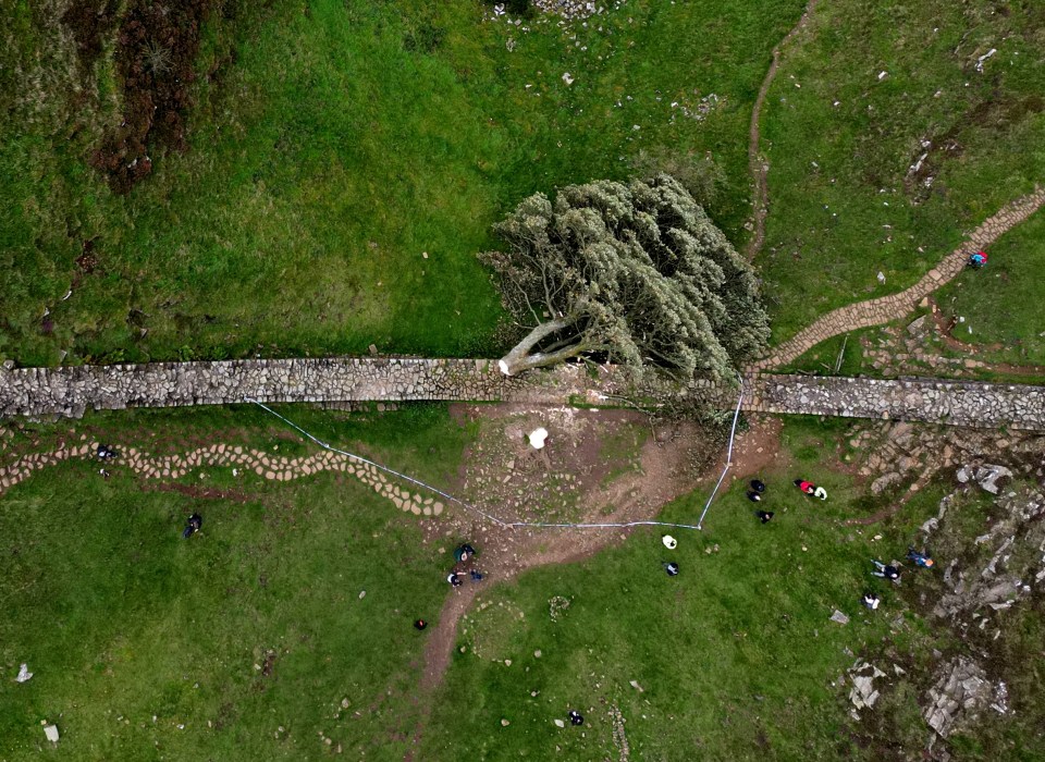 Aerial view of the felled tree, thought to be more than 200 years old