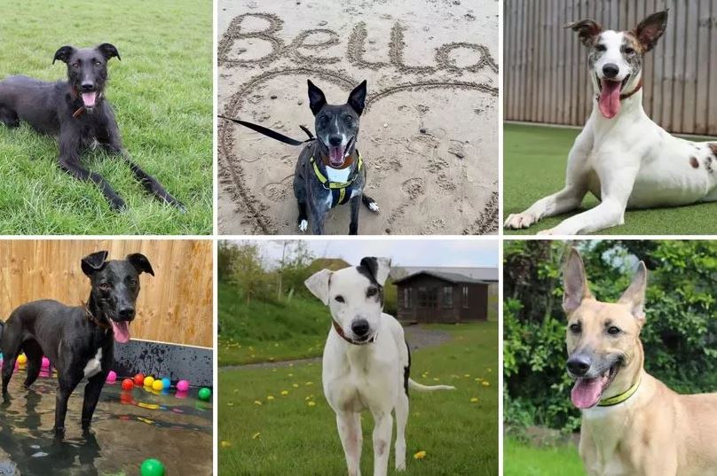 The charity’s Darlington branch have eight Lurchers looking for their forever home