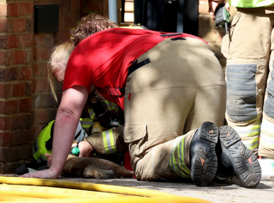 Firefighters try and resuscitate a cat caught in the blaze