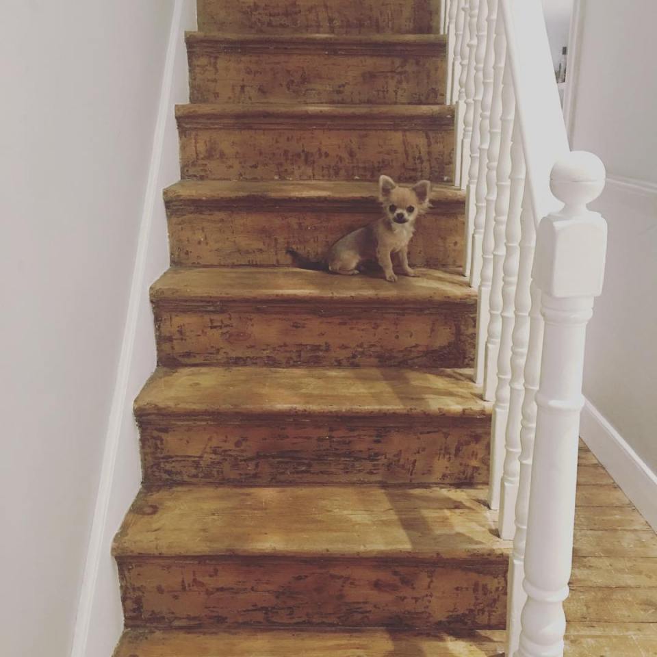 Hannah's adorable dog could be seen sitting on the wooden staircase