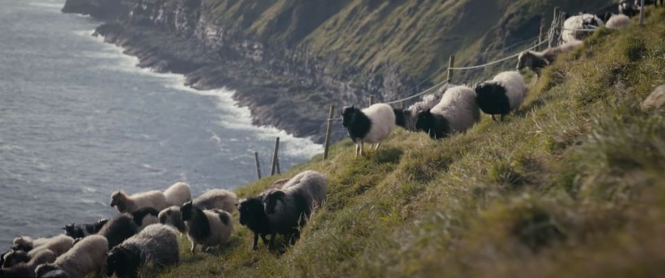 Sheep are the biggest source of income for the families on the island