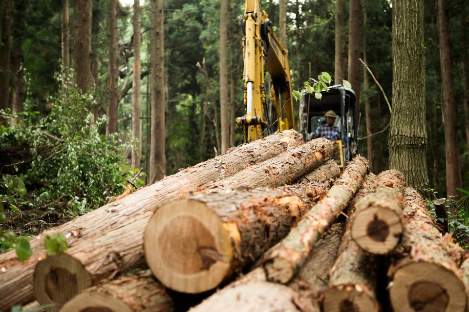 Illegal logging in certain parts of the Amazon has plummeted thanks to the hired armies of a cocaine baron