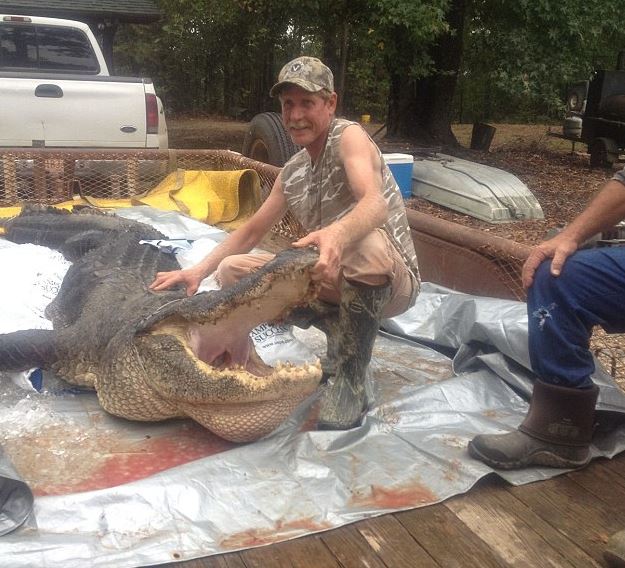 The Mike Cottingham Alligator remains the largest alligator on record