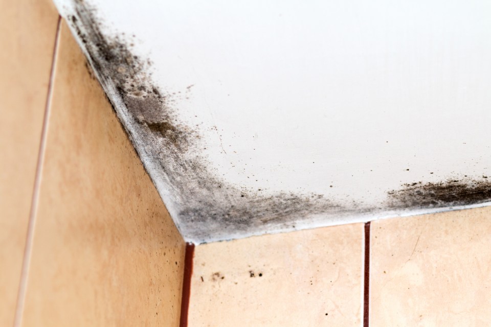 A cleaning expert shared the £1 hack to banish mould for good