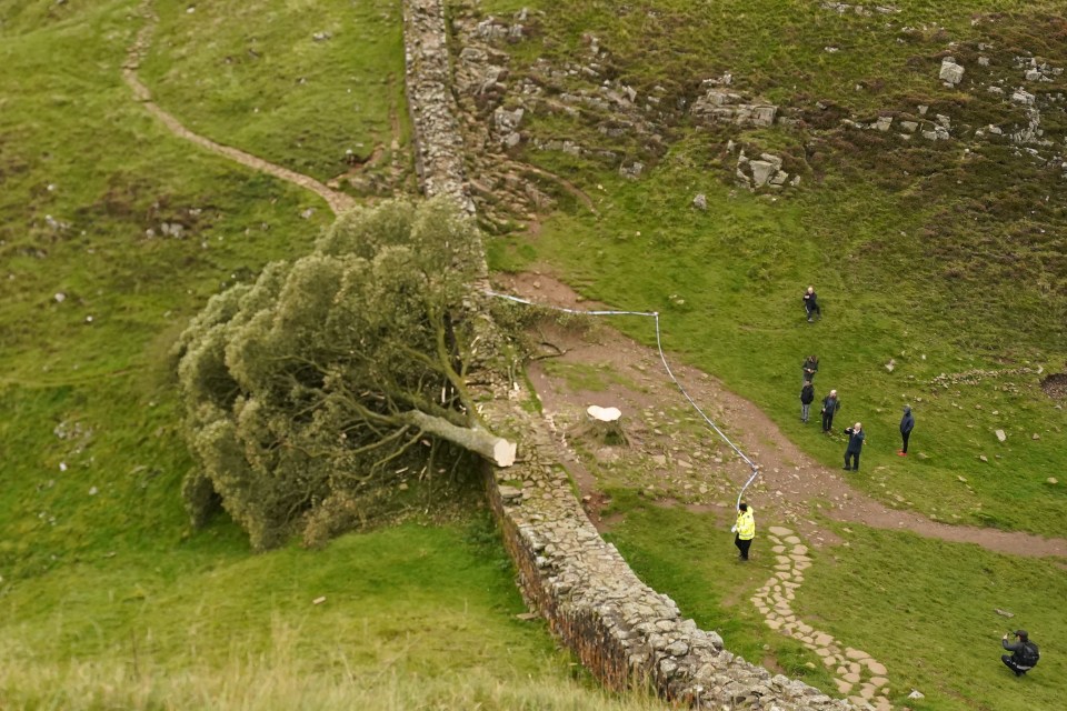 The famous tree was left on its side after being felled