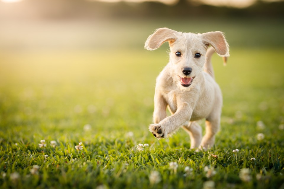 According to Gabrielle, the market for content of pets using products is absolutely booming