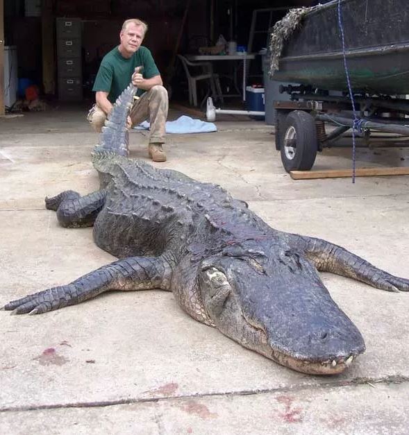 This alligator towed Robert Ammerman's boat for 45 minutes before being brought to shore