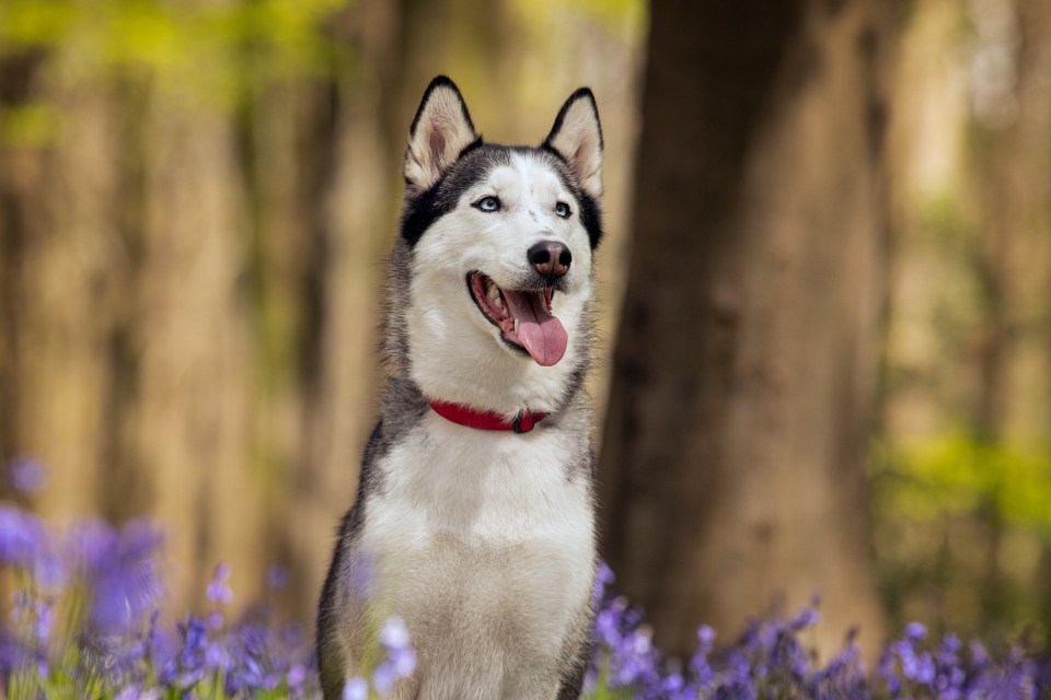 Malamute Huskies have also made James McNally's top five list of breeds for biting