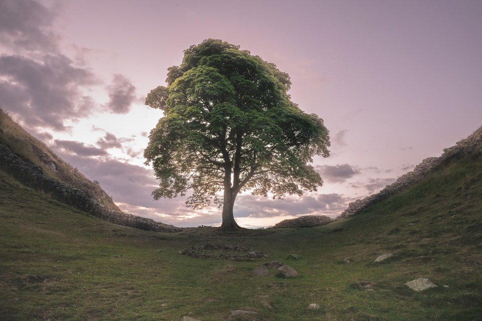 A picture of the tree standing upright before it was felled