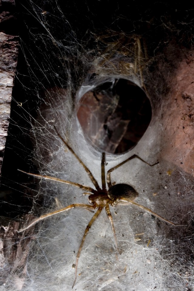 If you're willing to let spiders live else where on your property, they may leave your house alone