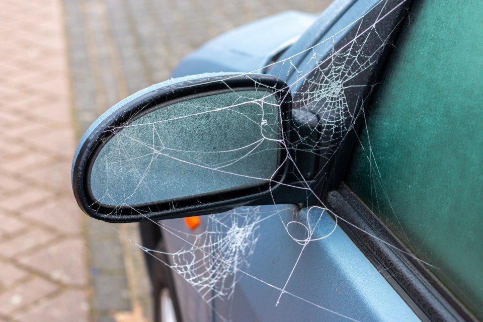 Experts shared tips to keep your car clean during spider season