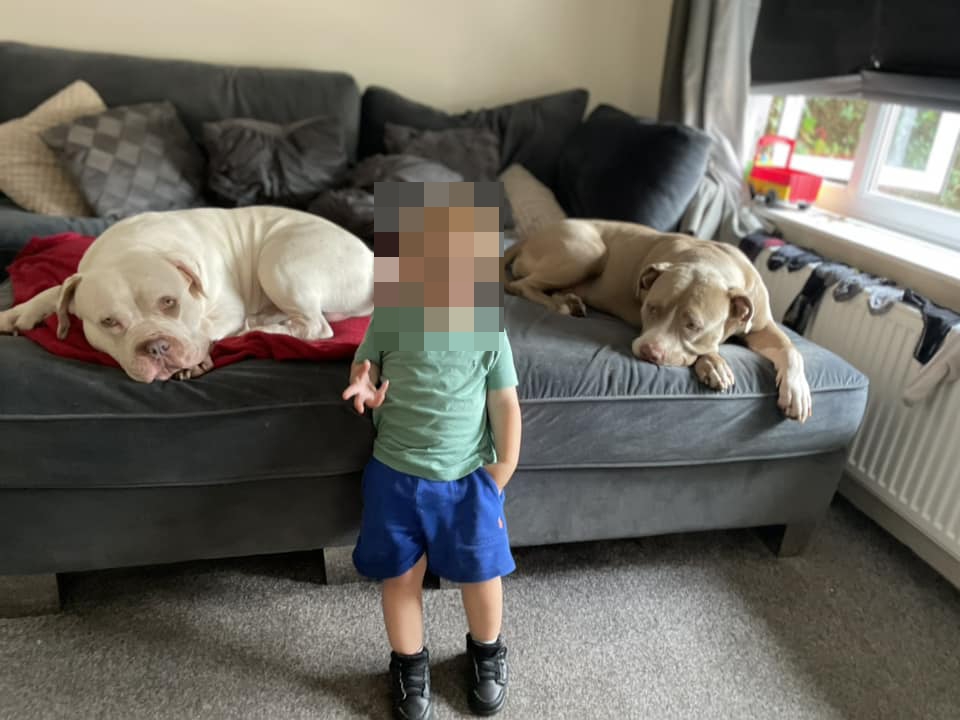 These are believed to be the two dogs who killed Ian Price