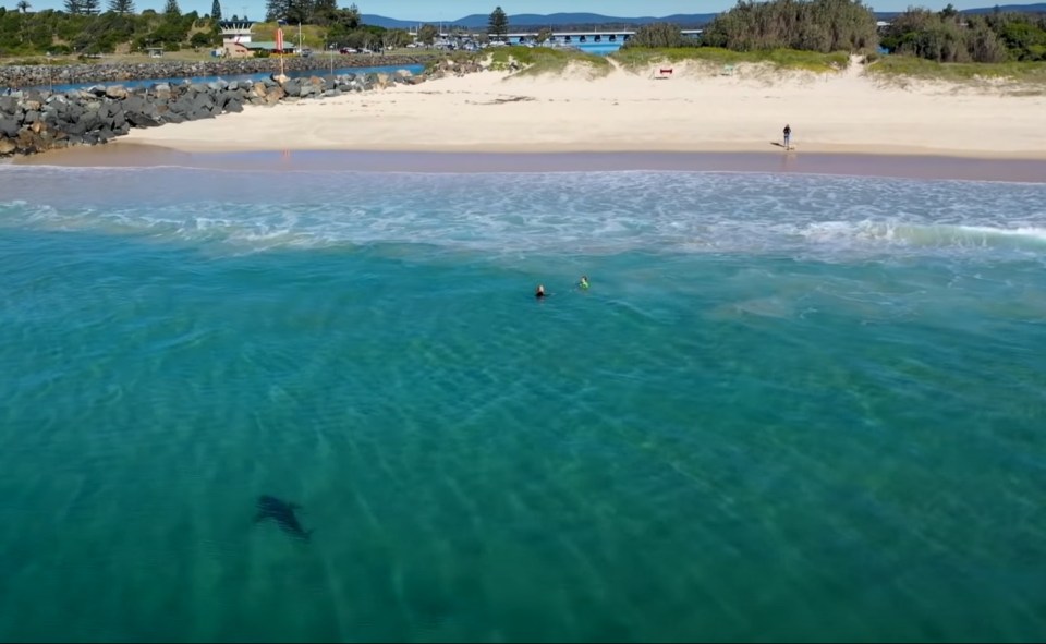 The shark was only metres away from the children playing in the water